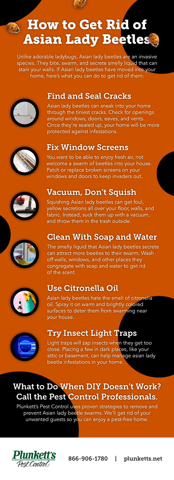 How to Keep Your House from Smelling Like Dog Proven Strategies